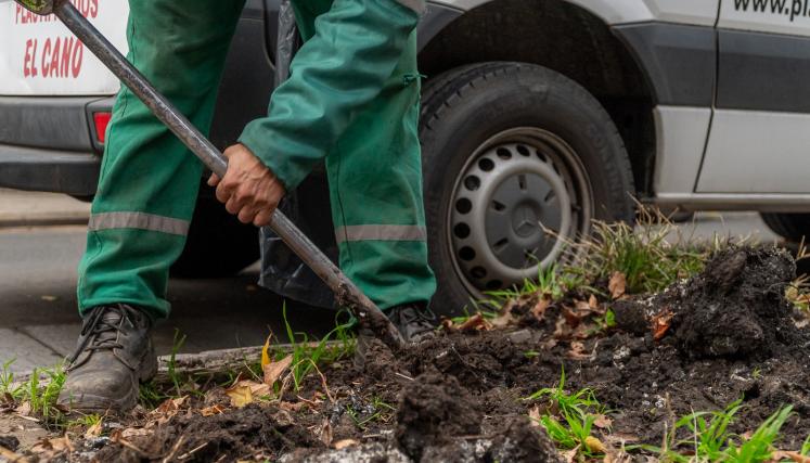 ARBOLADO EN LA CIUDAD